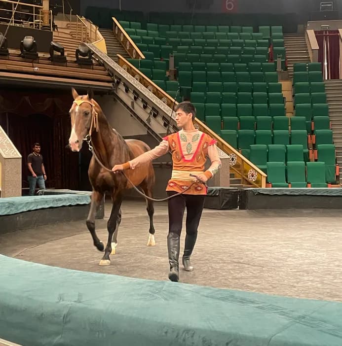 The Netherlands Becomes the World Stage for the Legendary Akhal-Teke Horse